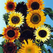 Thompson and Morgan Helianthus Annuus The Bees Knees Mixed Seeds