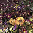 Thompson and Morgan Primula auricula Douglas Prize Mix Seeds