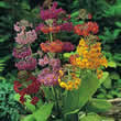 Thompson and Morgan Primula x Candelabra Hybrids Seeds