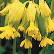 Thompson and Morgan Primula veris Seeds