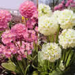 Thompson and Morgan Primula denticulata Mixed Seeds