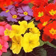 Thompson and Morgan Primula T&Ms Special Giant Flowered Strain Seeds