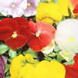 Thompson and Morgan Viola x wittrockiana Clear Crystal Mixed Seeds