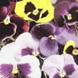 Thompson and Morgan Viola x wittrockiana Colossal Flowered Seeds