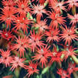 Thompson and Morgan Silene laciniata Jack Flash Seeds