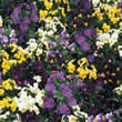 Thompson and Morgan Viola hybrida Bedding Supreme Mixed Seeds