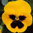 Thompson and Morgan Viola x wittrockiana Rhine Gold Seeds