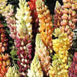 Thompson and Morgan Lupin regalis Dwarf Gallery Mixed Seeds