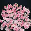Thompson and Morgan Lathyrus odoratus Apple Blossom Seeds