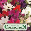 Thompson and Morgan Lathyrus odoratus Collection Seeds