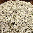 Thompson and Morgan Alyssum maritima procumbens Avalanche Seeds
