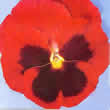 Thompson and Morgan Viola X Wittrockiana Universal Red Blotch Seeds
