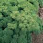 Thompson & Morgan Parsley : Green Pearl (Organic) Seeds