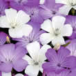 Thompson and Morgan Agrostemma gracilis Queen Mixed Seeds