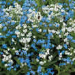 Thompson and Morgan Forget-me-Not Chinese Forget-me-Not Chill Out Seed