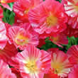 Thompson and Morgan Eschscholzia californica Summer Sorbet Seeds