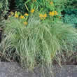 Thompson and Morgan Grass Ornamental Carex Comans Amazon Mist Seeds