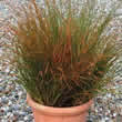 Thompson and Morgan Grass - Ornamental : Carex Prairie Fire Seeds