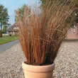 Thompson and Morgan Grass - Ornamental : Carex Red Rooster Seeds