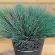 Thompson and Morgan Grass - Ornamental : Coryncphorus Spiky Blue Seeds
