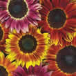 Thompson and Morgan Helianthus annuus Harlequin F1 Hybrid Seeds