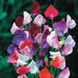Thompson & Morgan Lathyrus odoratus grandiflorus Heirloom Mixed Seeds