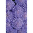 Thompson and Morgan Scabiosa atropurpurea Oxford Blue Seeds
