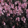 Thompson and Morgan Antirrhinum majus nanum Bronze Dragon Seeds