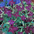Thompson and Morgan Nicotiana x sanderae Perfume Deep Purple Seeds