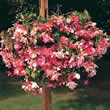 Thompson & Morgan Begonia x Tuberhybrida Chanson Pink & White Seeds