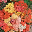 Thompson and Morgan Achillea Millefolium Summer Berries Seeds