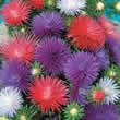 Thompson and Morgan Aster chinensis Starlight Mixed Seeds