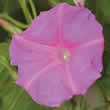 Thompson and Morgan Ipomoea tricolor Candy Pink Seeds