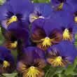 Thompson and Morgan Lathyrus Odoratus Grandiflorus Elegant Ladies Seed