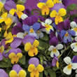 Thompson and Morgan Viola x williamsiana Sweeties Seeds