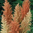 Thompson and Morgan Amaranthus Autumn Palette Seeds