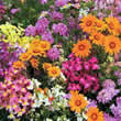 Thompson and Morgan Annuals : Easy Annuals Fairy Mixed Seeds
