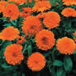 Thompson and Morgan Calendula Candyman Orange Seeds