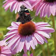 Thompson and Morgan Echinacea purpurea Pink Parasol Seeds