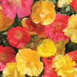 Thompson and Morgan Eschscholzia californica Fruit Crush Seeds