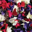 Thompson and Morgan Lathyrus grandiflora Flying the Flag Seeds