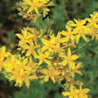 Thompson and Morgan Hypericum perforatum (St Johns Wort) Seeds