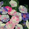 Thompson and Morgan Ipomoea purpurea Carnevale di Venezia Seeds