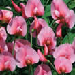 Thompson and Morgan Lathyrus tingitanus Rosea Seeds