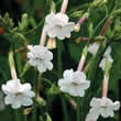 Thompson and Morgan Nicotiana suaveolens Seeds