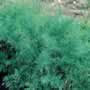 Thompson & Morgan Dill Seeds