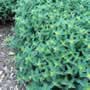 Thompson & Morgan Marjoram : Sweet Seeds