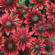 Thompson and Morgan Rudbeckia x hirta Cherry Brandy Seeds