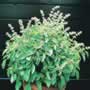 Thompson & Morgan Basil : Lime Seeds