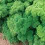 Thompson & Morgan Parsley Lisette Seeds